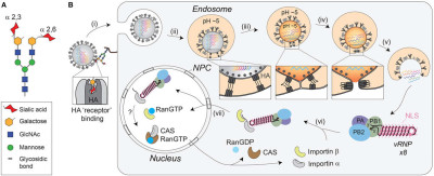 Receptor-Mediated Cell Entry of Influenza A Viruses