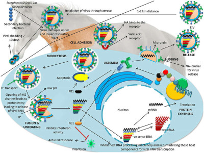 Replication and Pathogenesis of Equine Influenza Virus