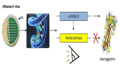 Genetic Modification of Influenza A Virus