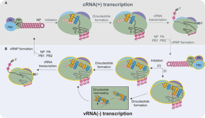 Transcription of cRNA and vRNA