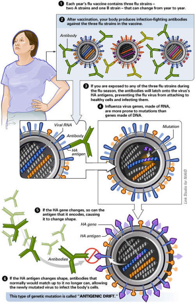 Antigenic Drift of the Flu Virus