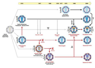 Evolution of Flu Viruses, 1918-2009