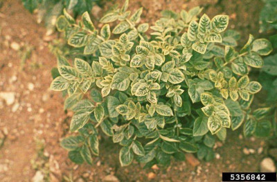 Potato Leaf Roll Virus