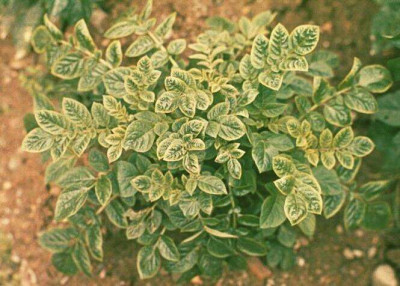 Potato Leaf Roll Virus UGA5356842 (Cropped)