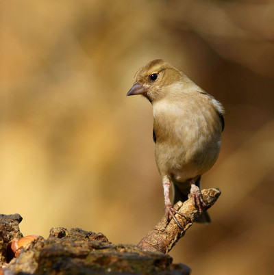 Female Chaffinch with Papillomavirus, Isle of Wight