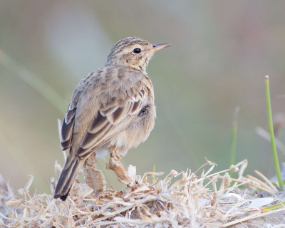 Anthus hodgsoni at Pak Thale