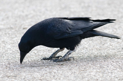 Carrion Crow with Papillomatosis