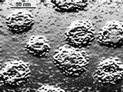 Electron Microscopy of Papilloma Virus