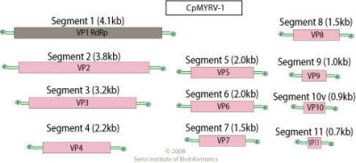 Mycoreovirus Genome