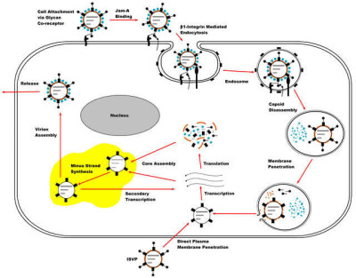 Diagram of the Reovirus Replication Cycle