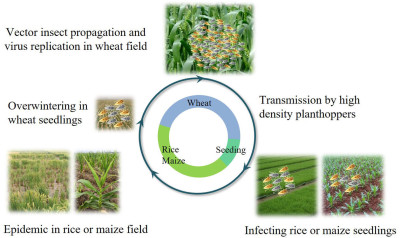 Infection Cycle of Rice Black‐Streaked Dwarf Virus Induced Diseases