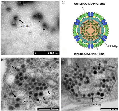 Rice Black‐Streaked Dwarf Virus Particles