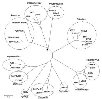 Reovirus Phylogenetics