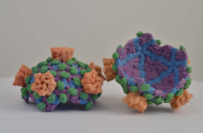 3D Print of Reovirus