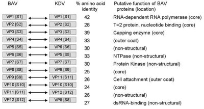 Banana Virus and Kadipiro Virus