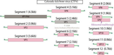 Colorado Tick Fever Virus Genome