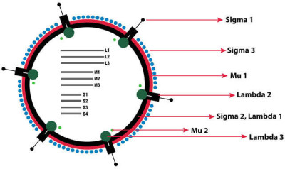 The Schematic Representation of the Mammalian Orthoreovirus