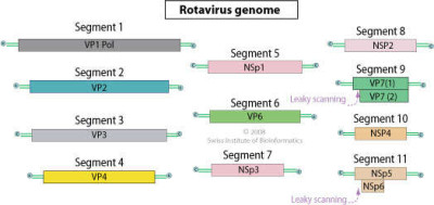 Reoviridae Genome