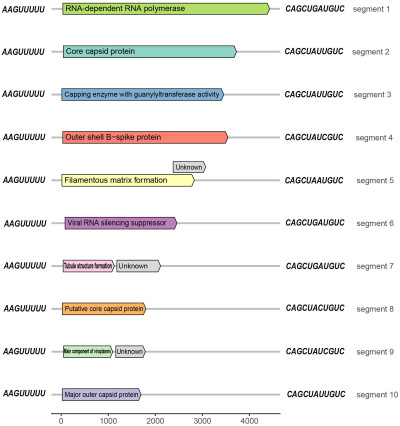 Organization of Rice Black‐Streaked Dwarf Virus Genomic RNA Segments