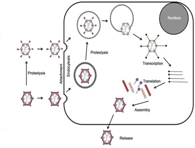 Reovirus Infectious Cycle