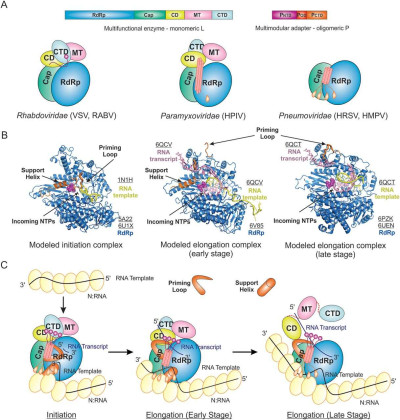 Structural Models of the Mononegavirales RNA Synthesis