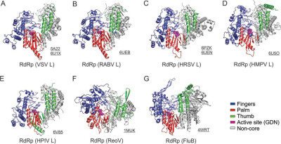 Structural Comparison of the RNA-Dependent RNA Polymerization Domain