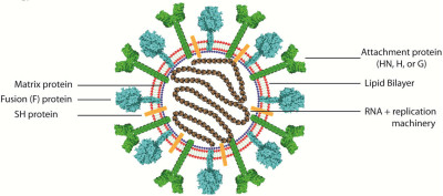 Schematic of a Paramyxovirus