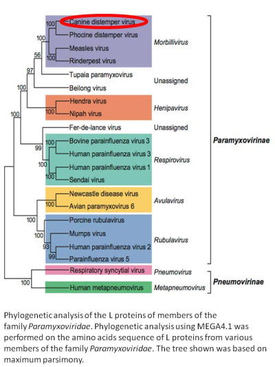 Phylogenetic Tree of Paramixoviruses with Canine Distemper Virus