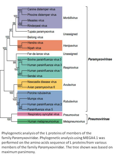 Phylogenetic Tree of Paramixoviruses