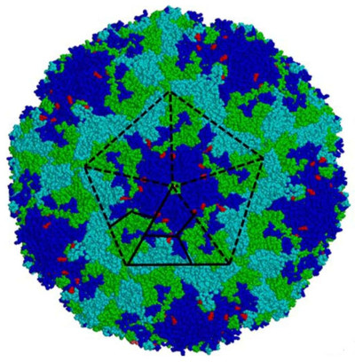 Enterovirus 71 (EV71) Genotype A virus Particle