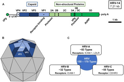 Human Rhinovirus Genomic Organization, Virion Structure, and Species