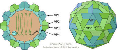 Picornaviridae Virion