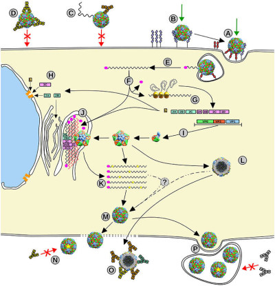 Picornavirus Life Cycle