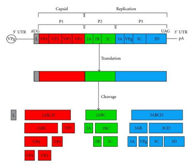 The Genome of Picornavirus