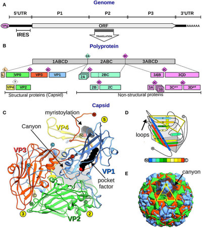 Picornavirus Genome, Proteins, and Capsid Organization