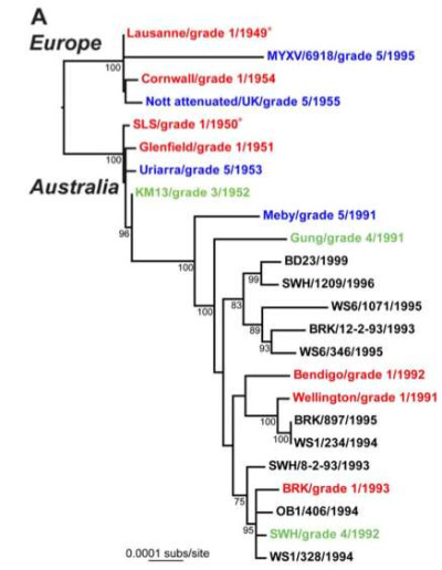 Evolutionary History of Myxoma Virus