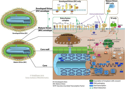 Structural Proteins