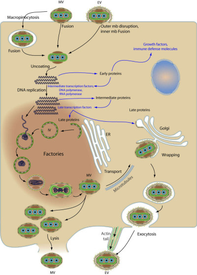 Replication Cycle of Orthopoxvirus