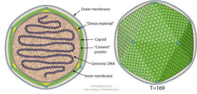 Coccolithovirus