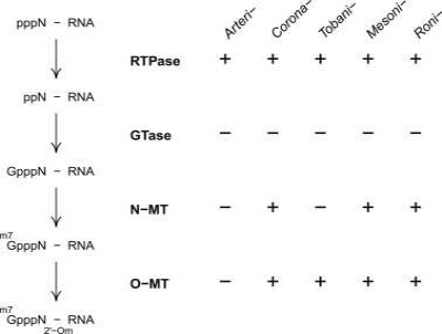 Capping Pathway in Relation to the Proteome of Nidoviruses