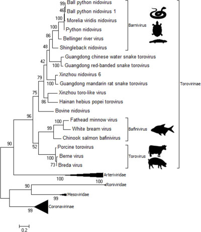 Genetic Relationships of Members of the Sub-Family Torovirinae