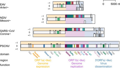 Genomes and Proteomes of Nidoviruses