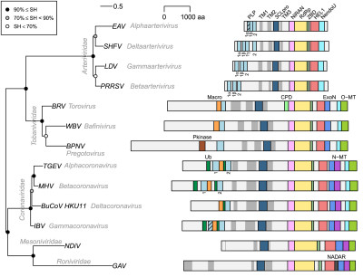 Phylogeny and Pp1ab Domain Organization of Selected Nidoviruses