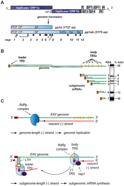 Organization and Expression of the Polycistronic EAV +RNA Genome