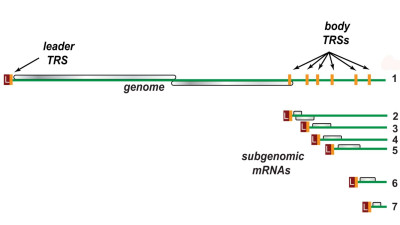 Nested Subgenomic RNA