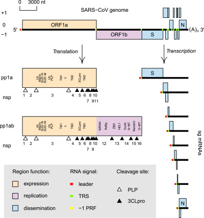 SARS-CoV Genome Organization and Expression