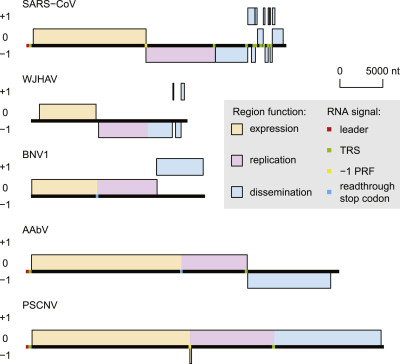 Nidoviruses with Canonical and Non-Canonical Genome ORFs Organization