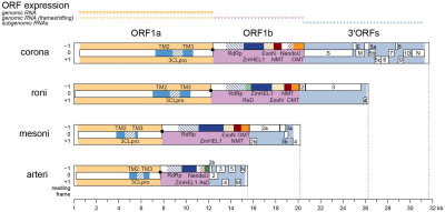 Genomic Organization and Expression and Key Domains of Four Nidoviruses