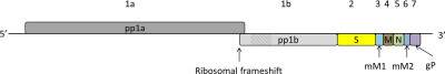 Genome Organisation of Bellinger River Virus