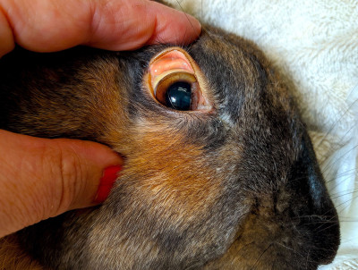 Rabbit with Jaundice (Eye)